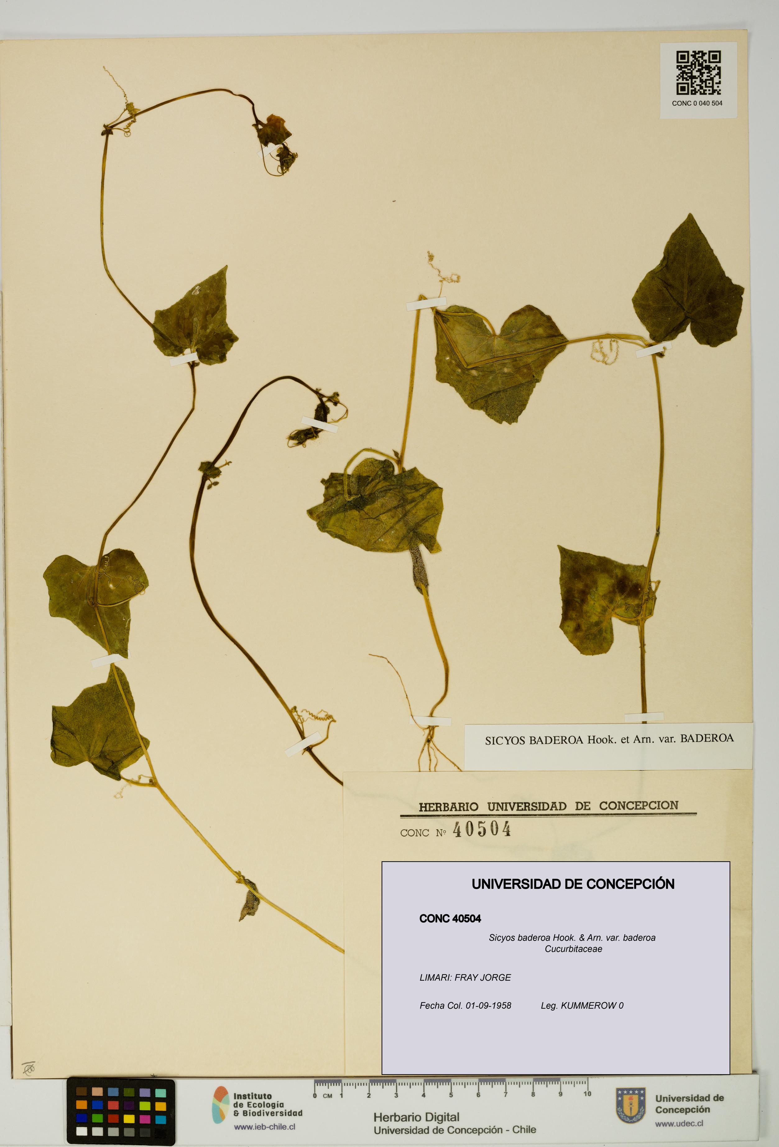Sicyos baderoa var. baderoa [Espécimen: UDEC:CONC:0040504]
