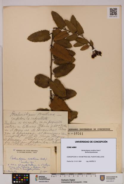 Berberidopsis corallina [Espécimen: UDEC:CONC:0040561]