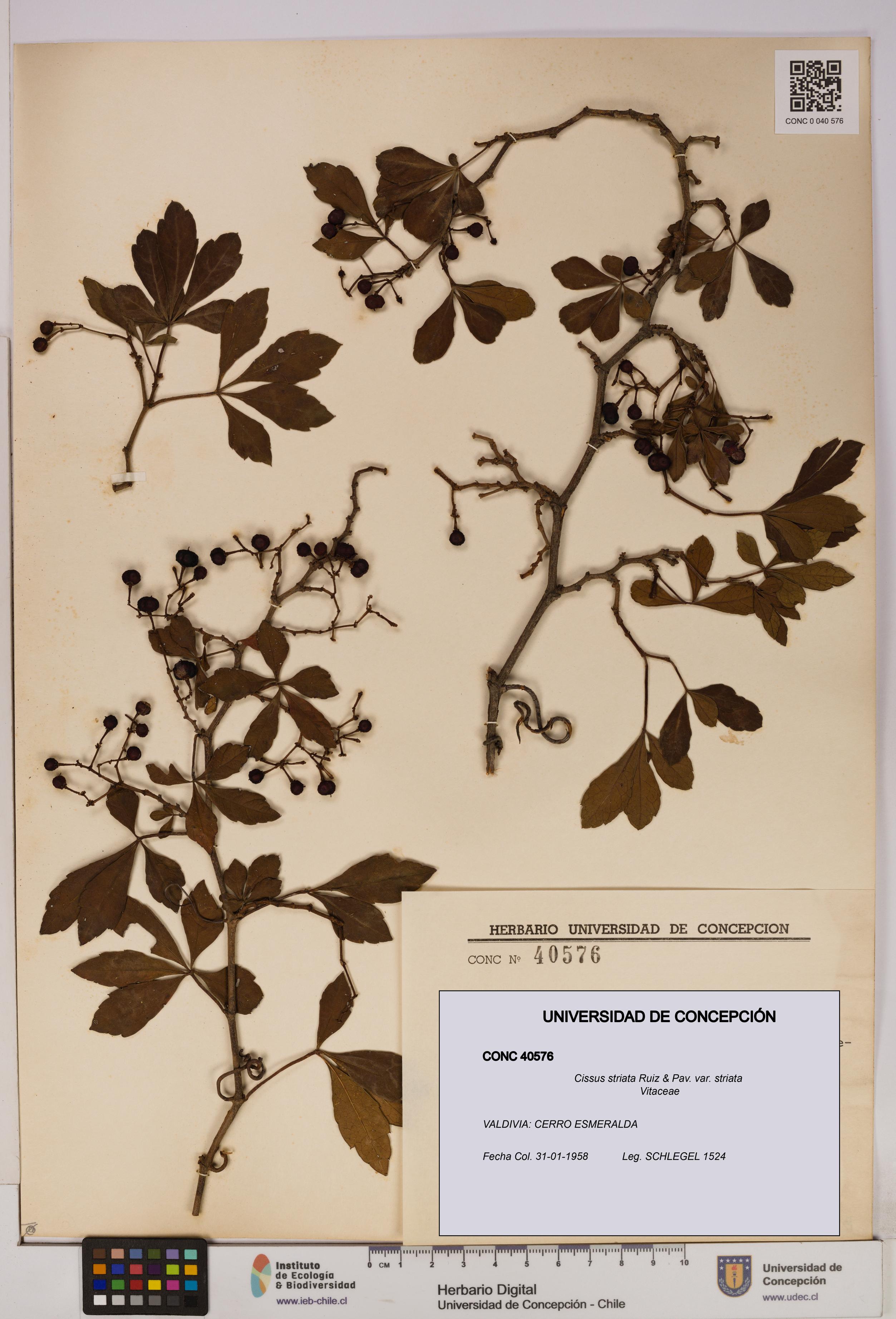 Cissus striata var. striata [Espécimen: UDEC:CONC:0040576]