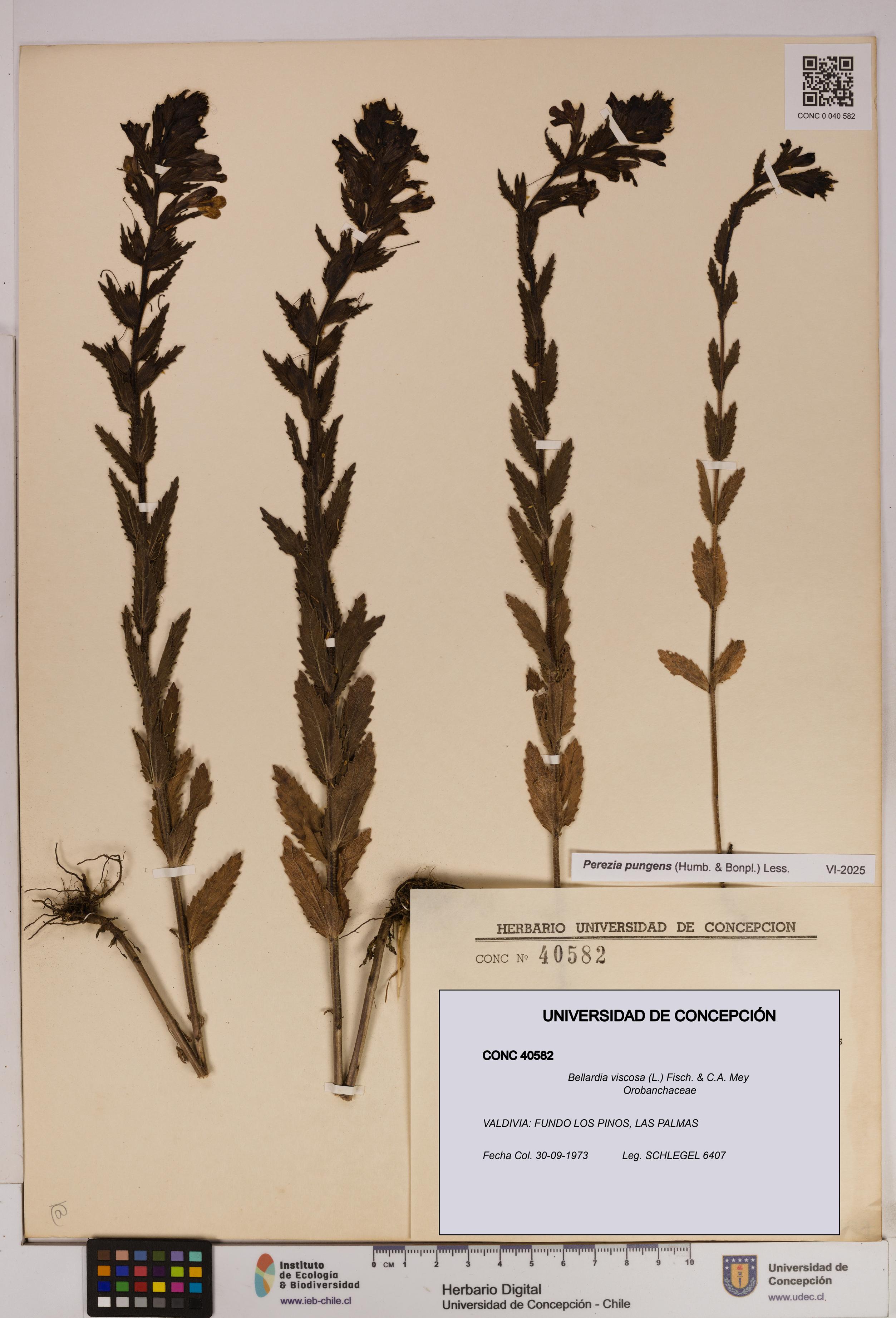 Bellardia viscosa [Espécimen: UDEC:CONC:0040582]