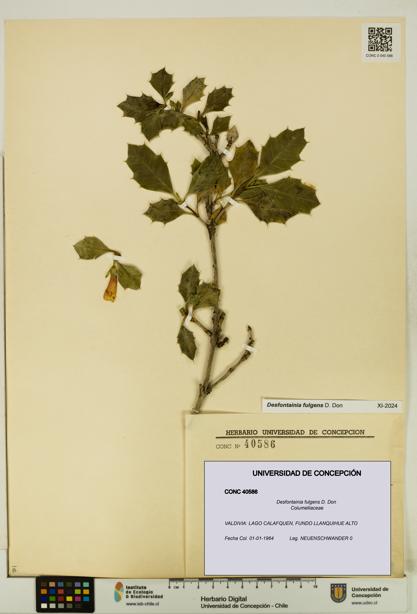 Desfontainia fulgens [Espécimen: UDEC:CONC:0040586]