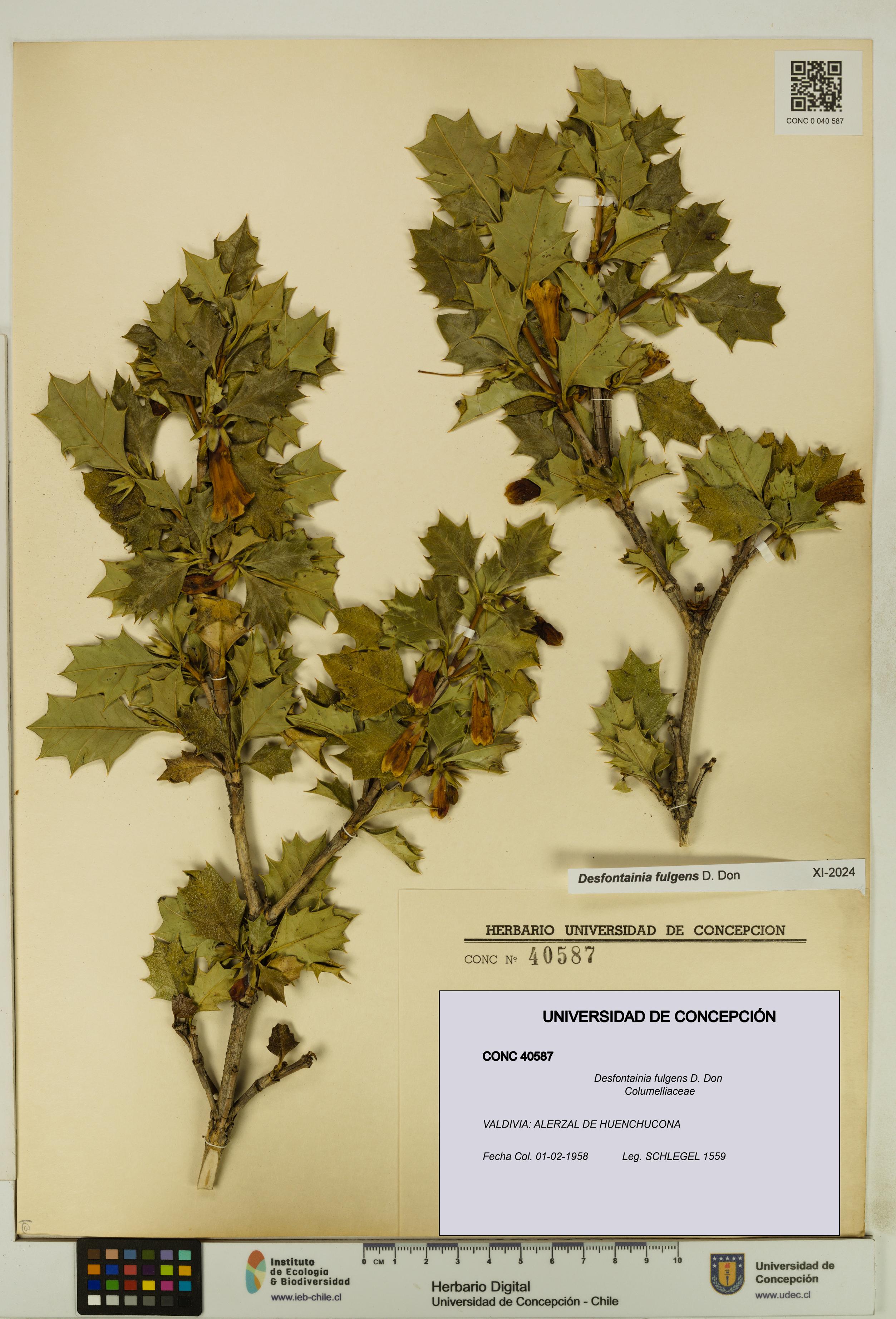 Desfontainia fulgens [Espécimen: UDEC:CONC:0040587]