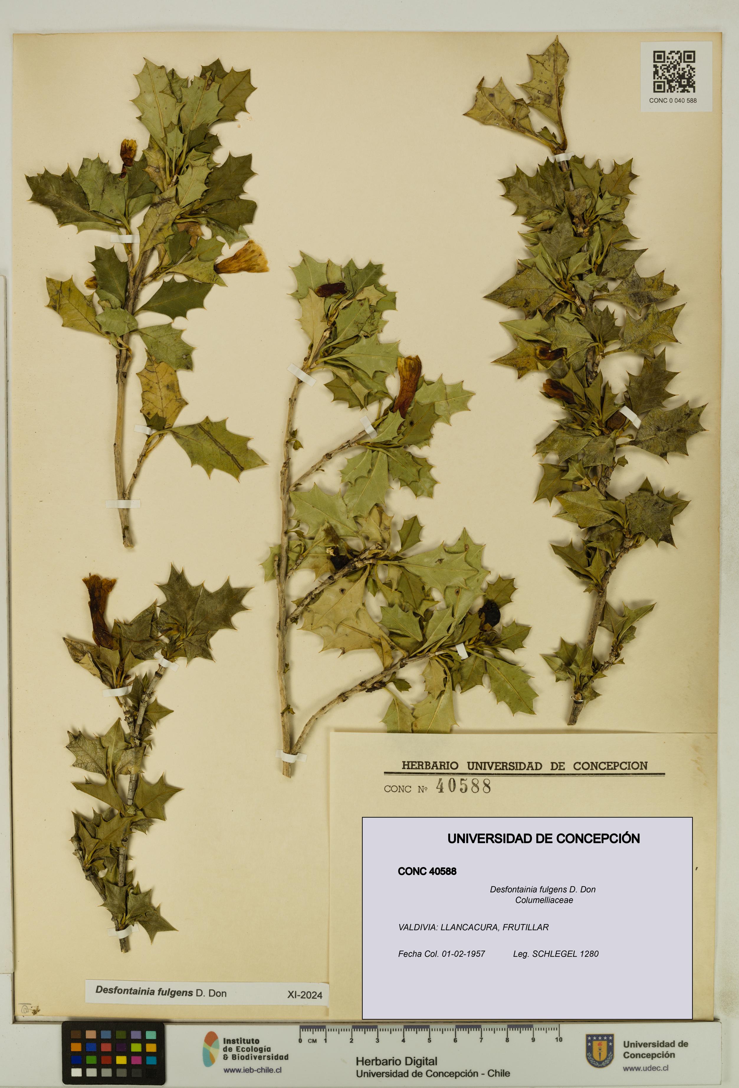 Desfontainia fulgens [Espécimen: UDEC:CONC:0040588]