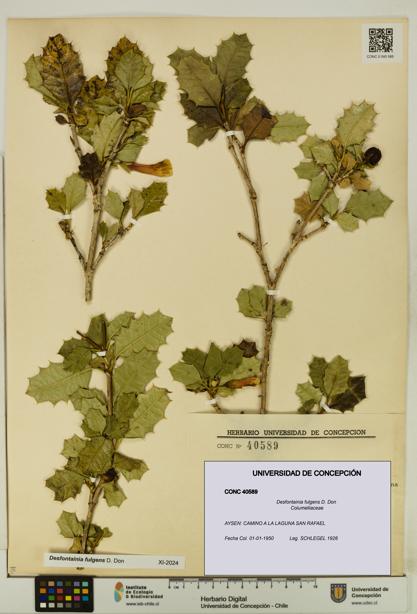Desfontainia fulgens [Espécimen: UDEC:CONC:0040589]