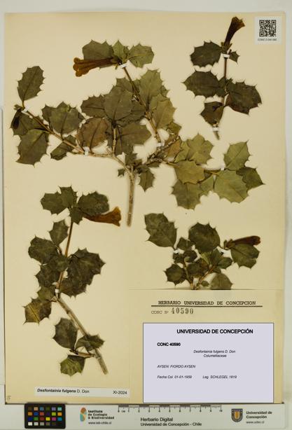 Desfontainia fulgens [Espécimen: UDEC:CONC:0040590]