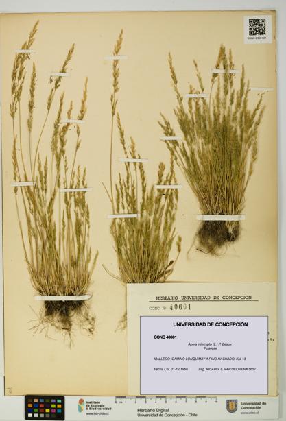 Apera interrupta [Espécimen: UDEC:CONC:0040601]