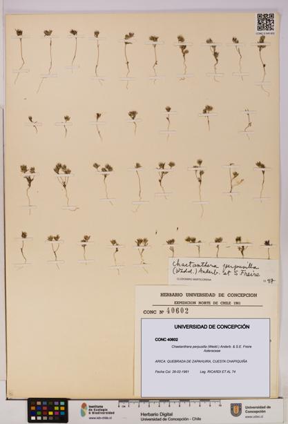 Chaetanthera perpusilla [Espécimen: UDEC:CONC:0040602]