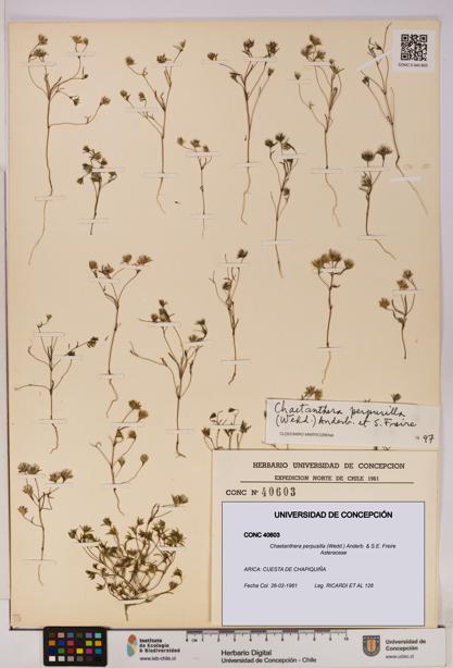 Chaetanthera perpusilla [Espécimen: UDEC:CONC:0040603]