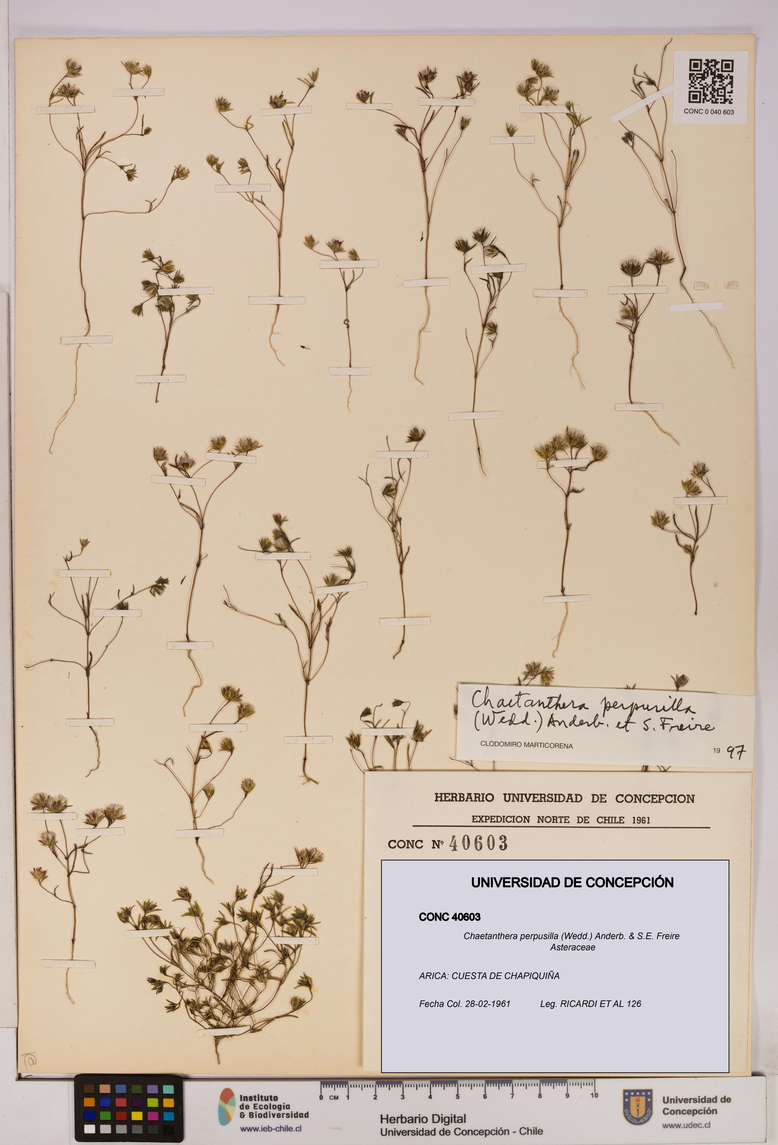 Chaetanthera perpusilla [Espécimen: UDEC:CONC:0040603]