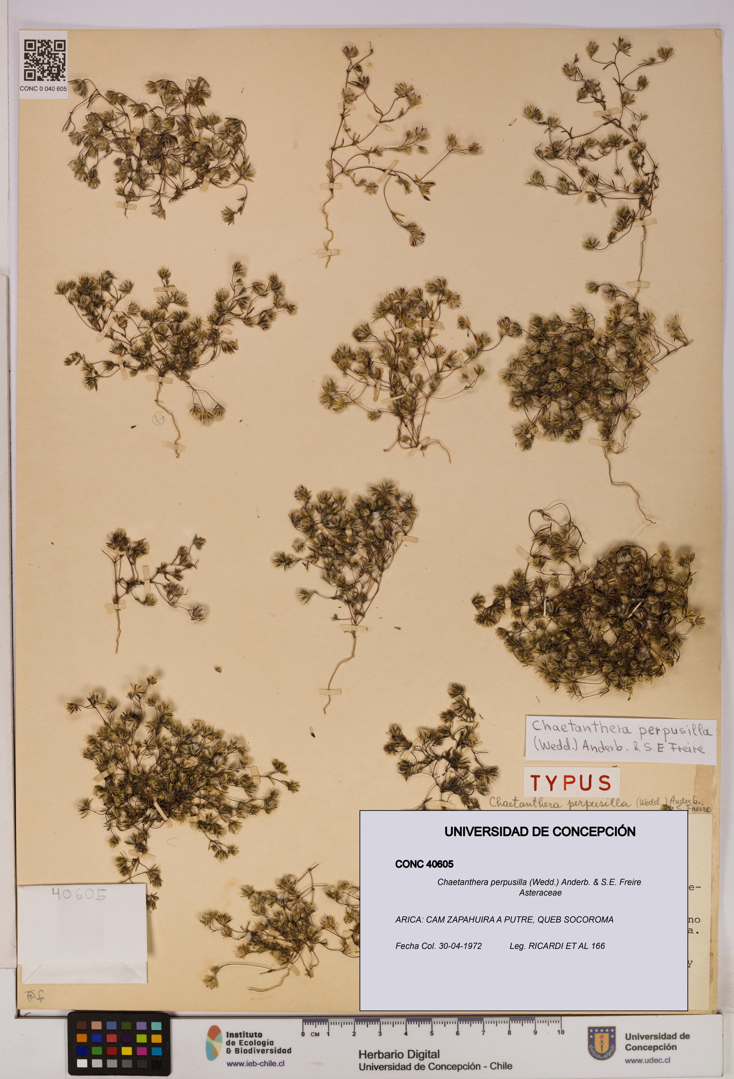 Chaetanthera perpusilla [Espécimen: UDEC:CONC:0040605]