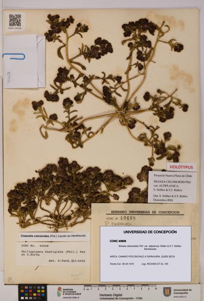Silvaea celosioides var. altiplanica [Espécimen: UDEC:CONC:0040608]
