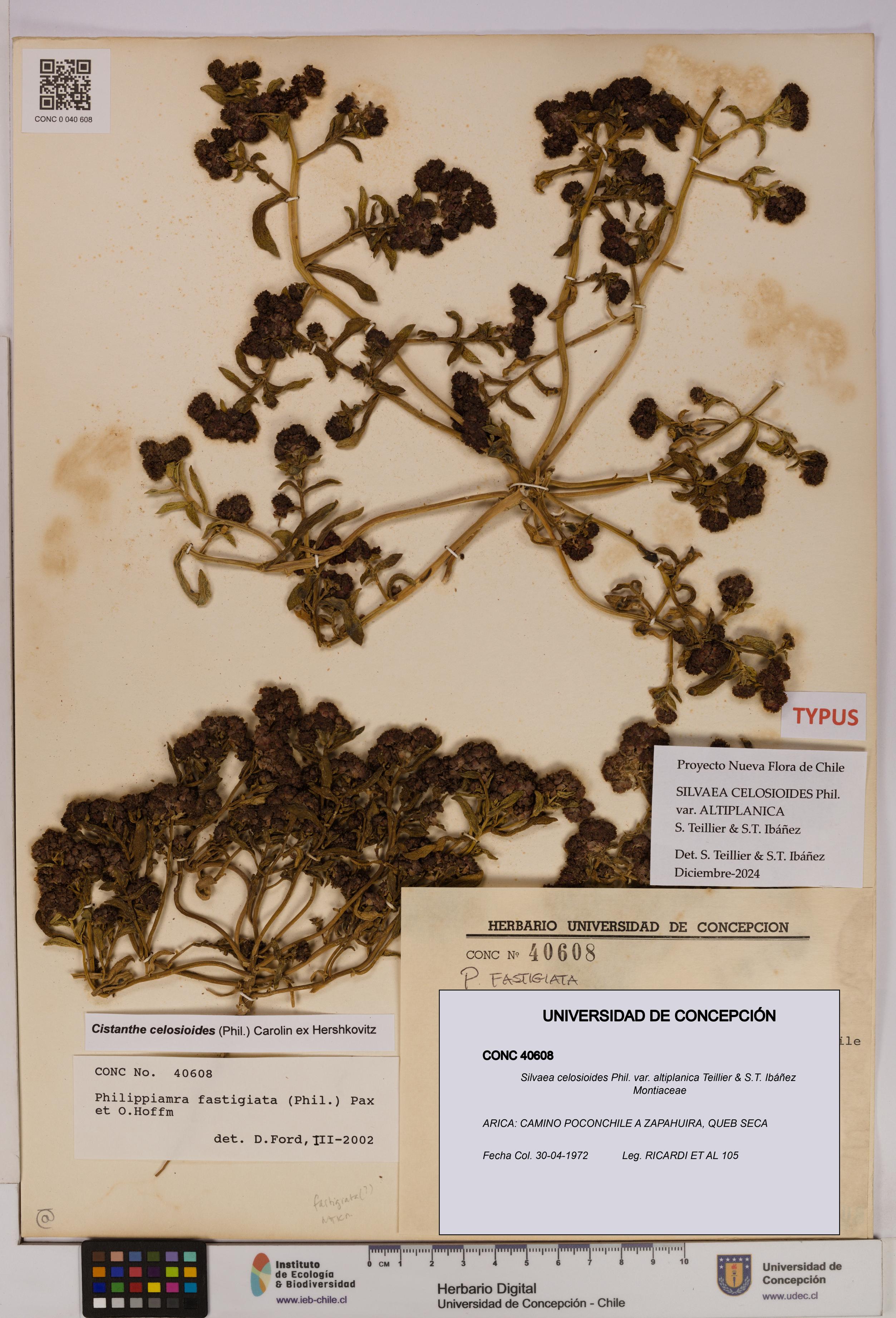 Silvaea celosioides var. altiplanica [Espécimen: UDEC:CONC:0040608]