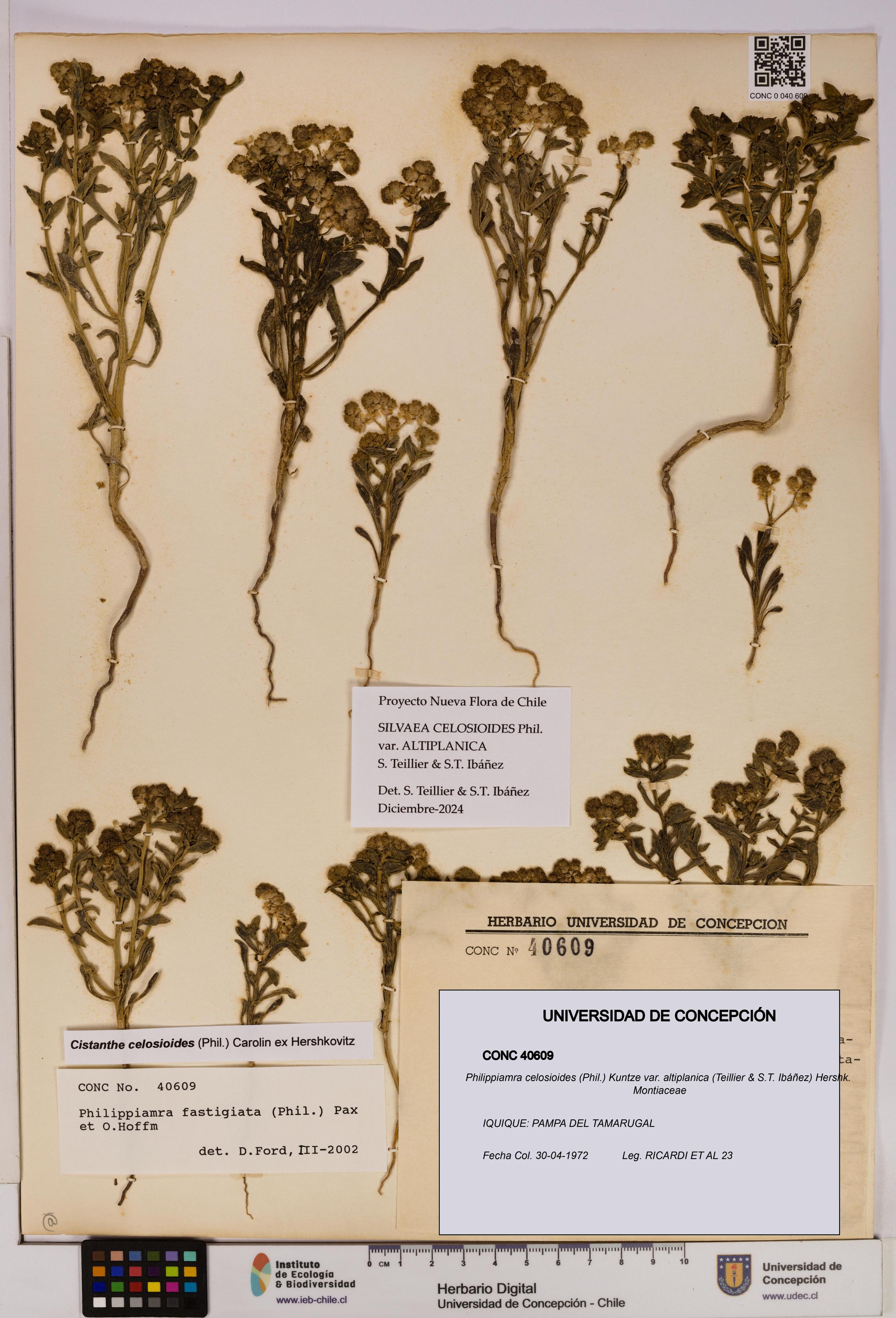 Philippiamra celosioides var. altiplanica [Espécimen: ]