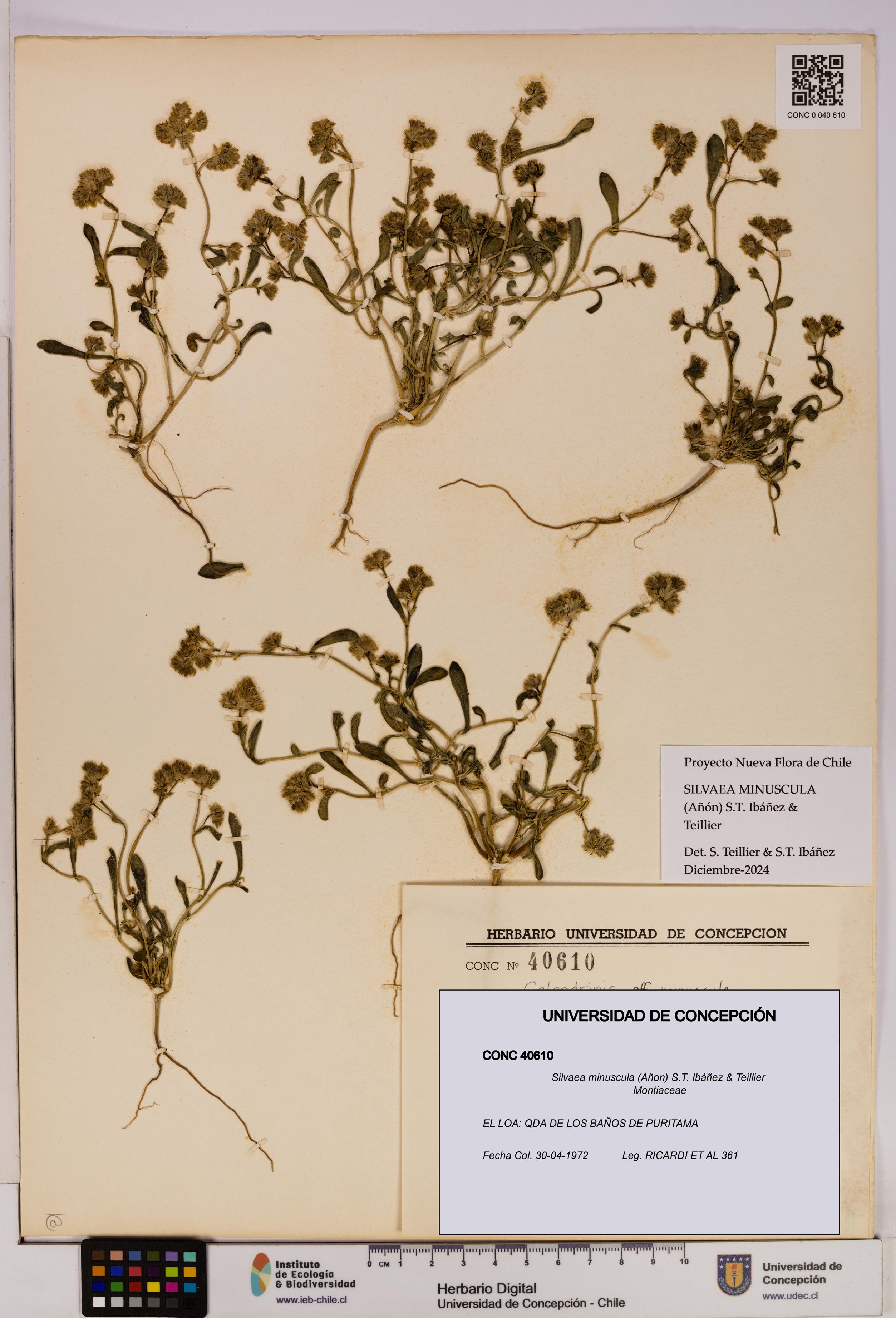 Silvaea minuscula [Espécimen: UDEC:CONC:0040610]
