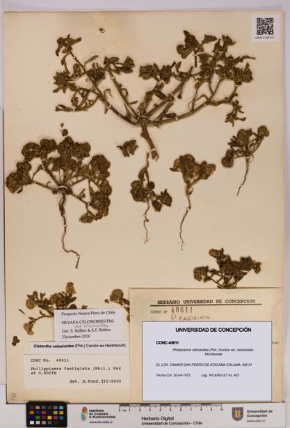 Philippiamra celosioides [Espécimen: ]