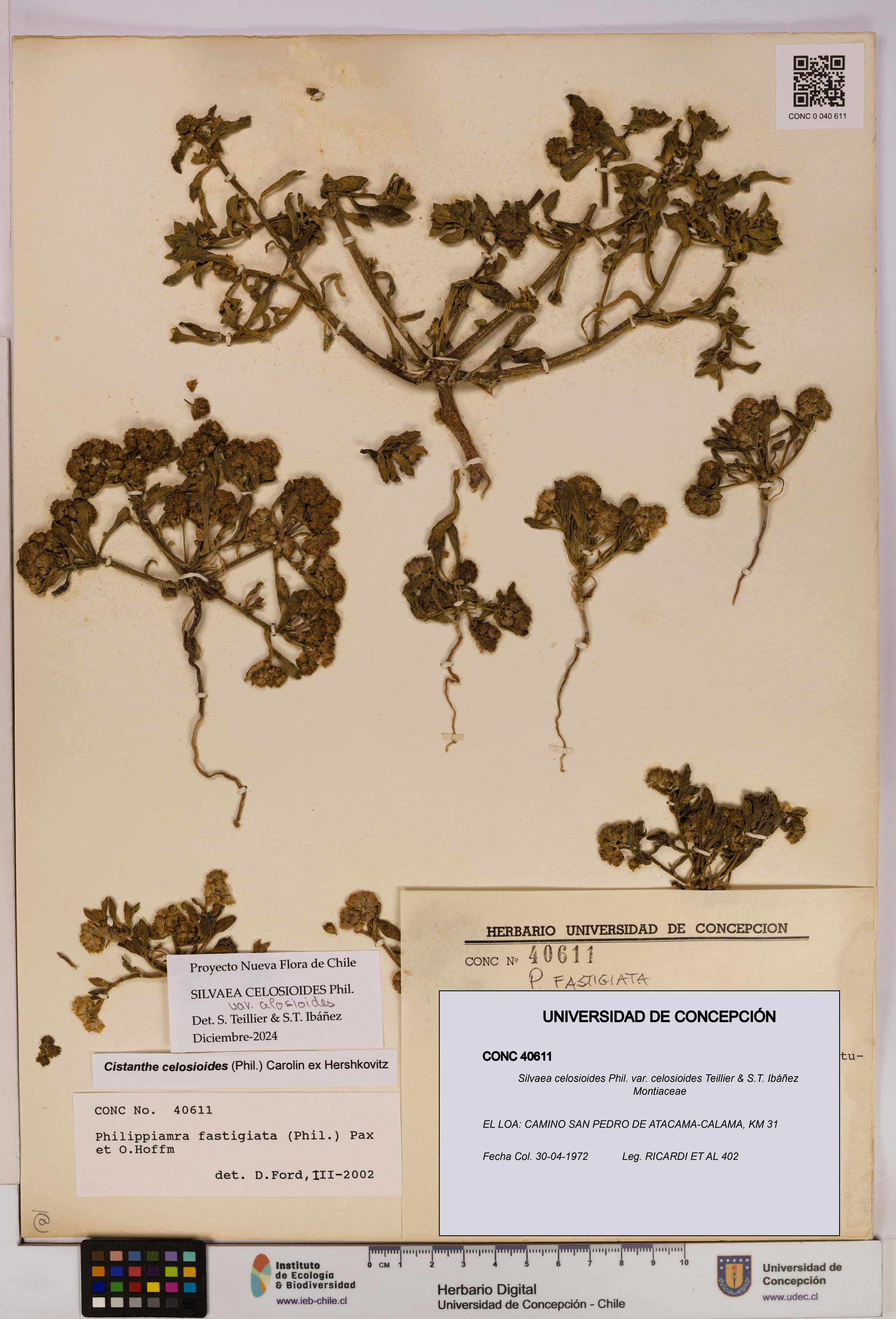 Silvaea celosioides var. celosioides [Espécimen: UDEC:CONC:0040611]