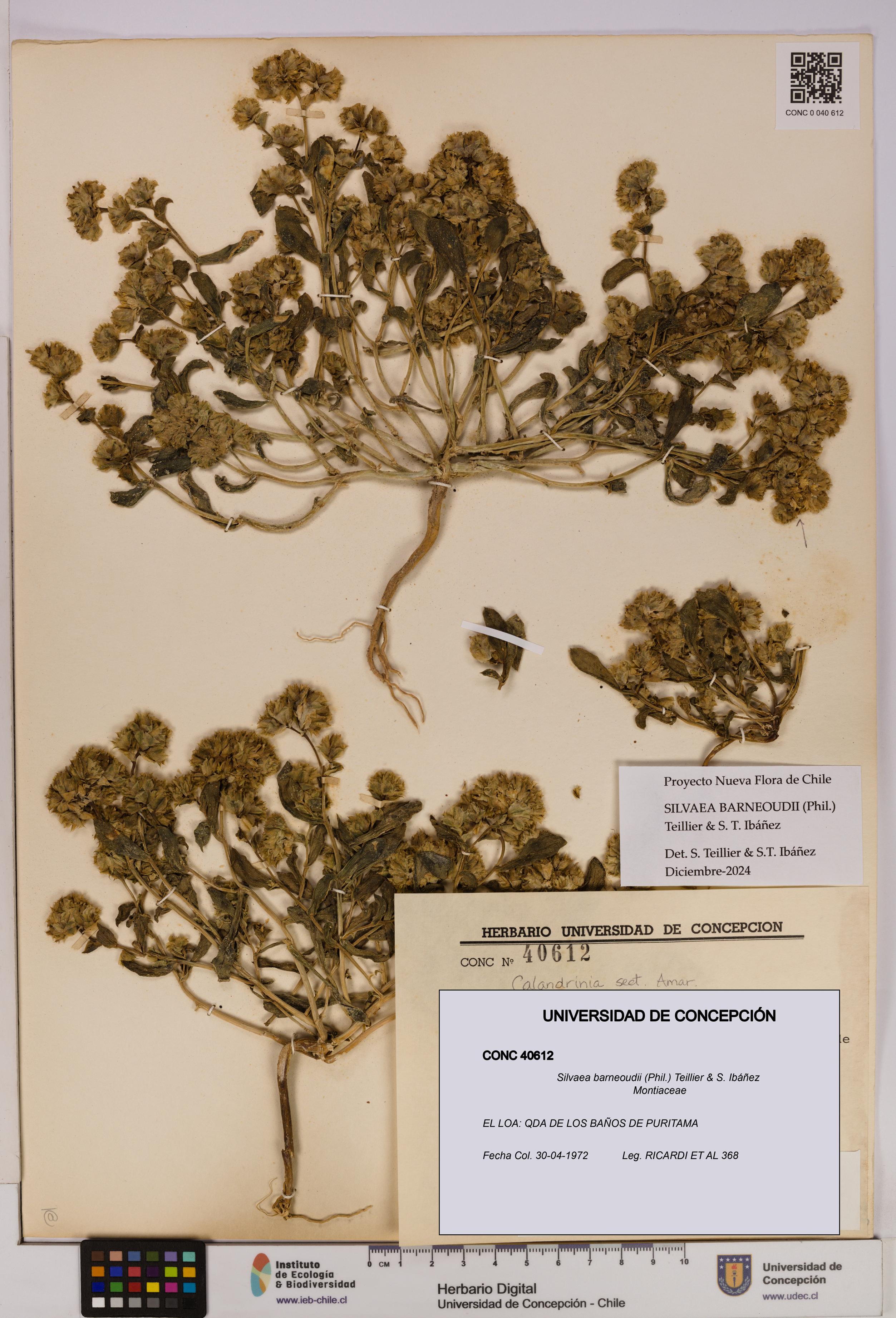 Silvaea barneoudii [Espécimen: UDEC:CONC:0040612]