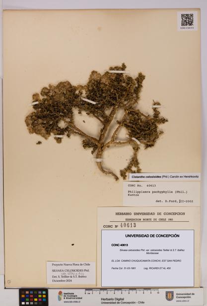 Silvaea celosioides var. celosioides [Espécimen: UDEC:CONC:0040613]