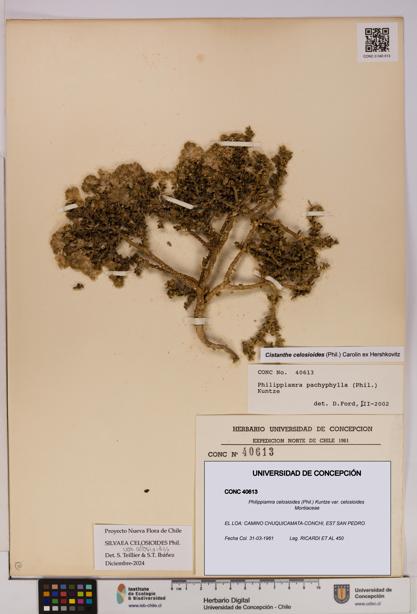 Philippiamra celosioides [Espécimen: ]