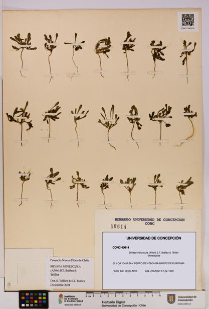 Silvaea minuscula [Espécimen: UDEC:CONC:0040614]