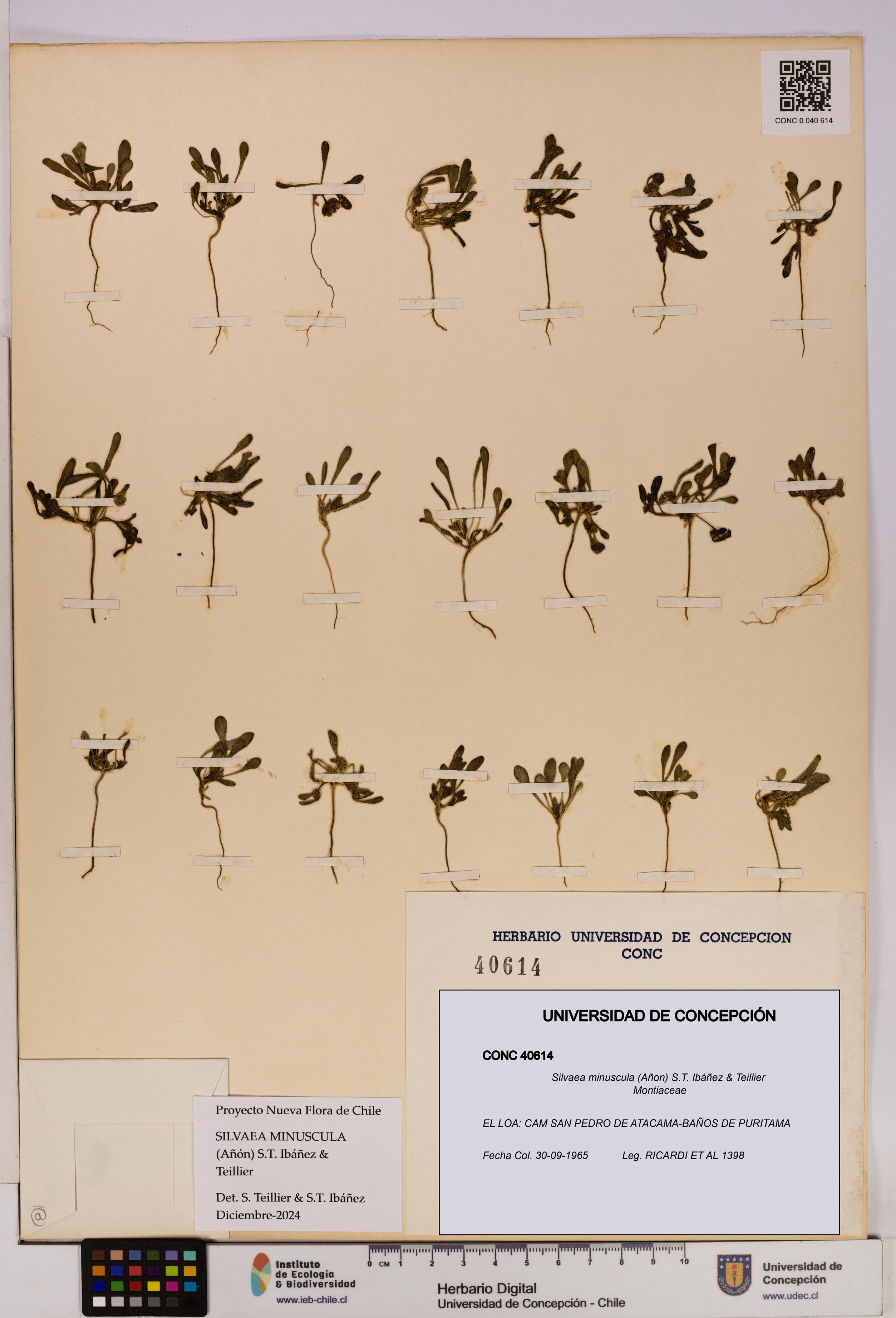 Silvaea minuscula [Espécimen: UDEC:CONC:0040614]
