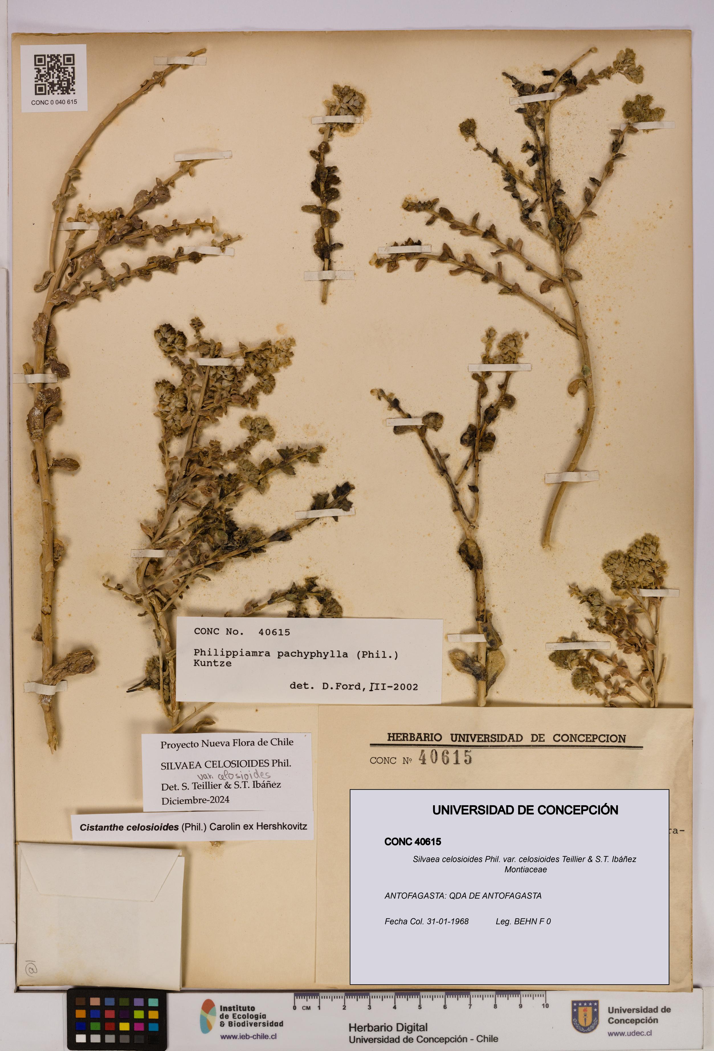 Silvaea celosioides var. celosioides [Espécimen: UDEC:CONC:0040615]