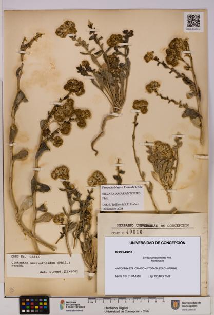 Silvaea amarantoides [Espécimen: UDEC:CONC:0040616]