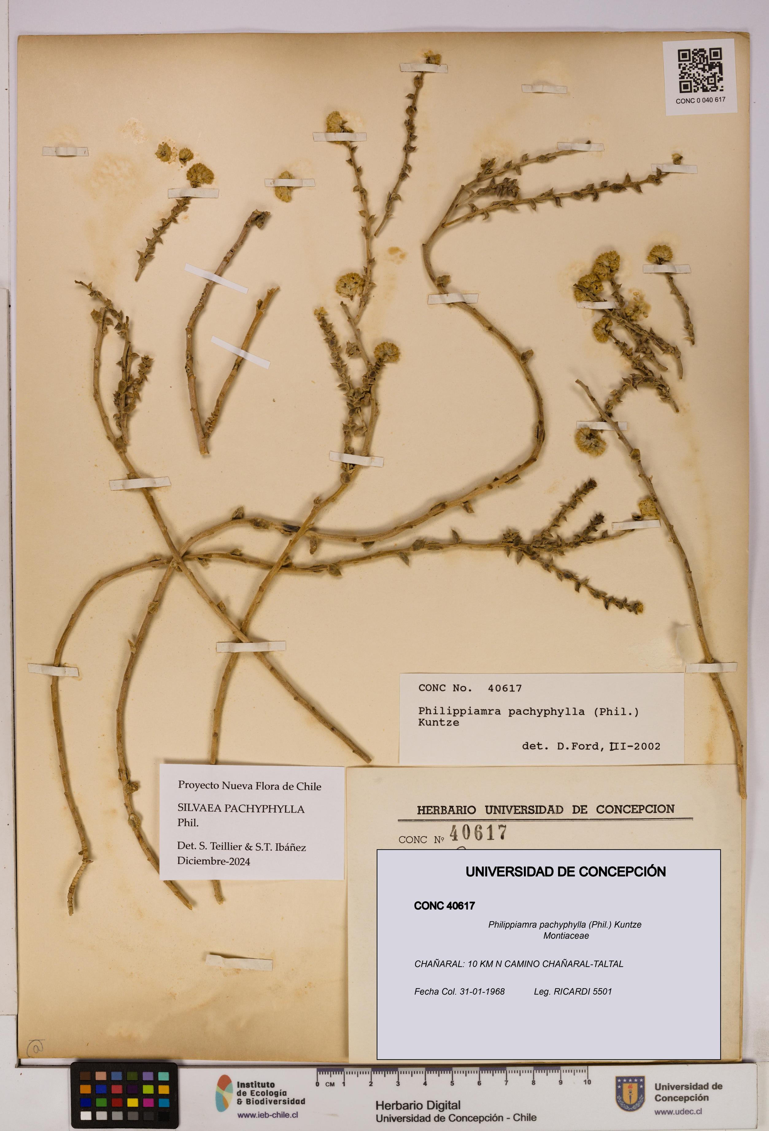 Philippiamra pachyphylla [Espécimen: ]