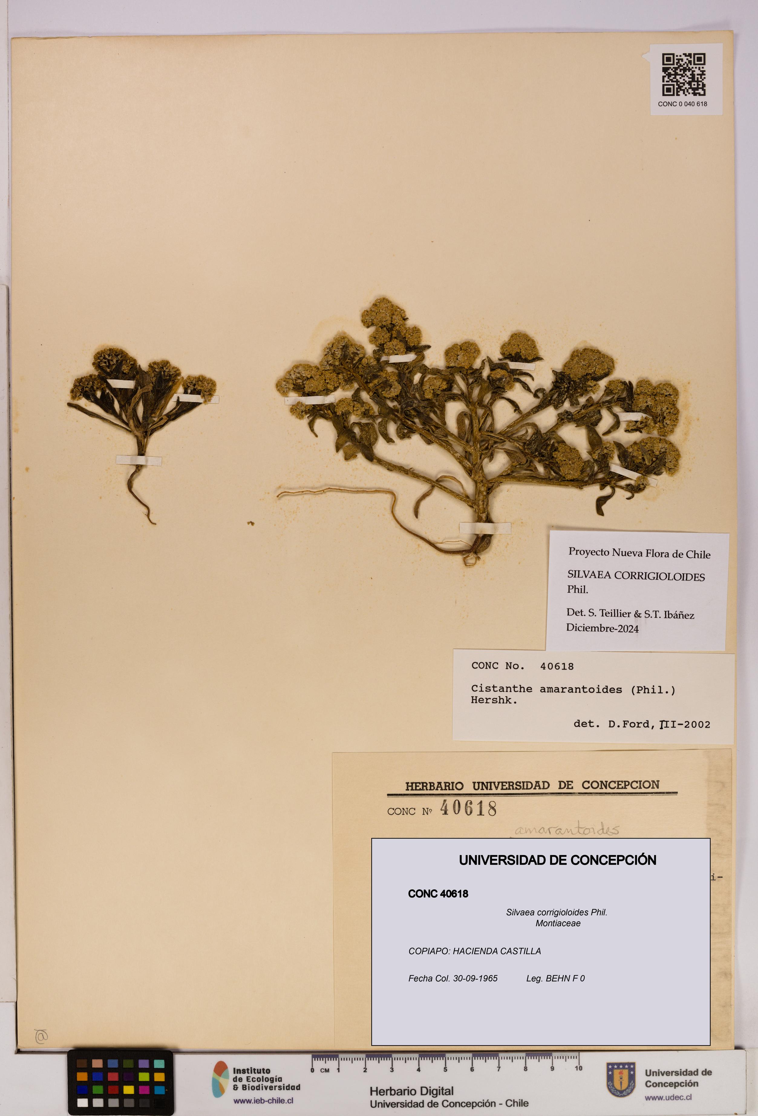 Silvaea corrigioloides [Espécimen: UDEC:CONC:0040618]