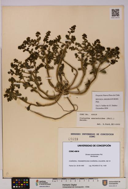 Silvaea amarantoides [Espécimen: UDEC:CONC:0040619]