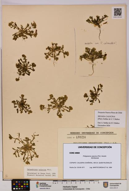 Philippiamra calycina [Espécimen: ]