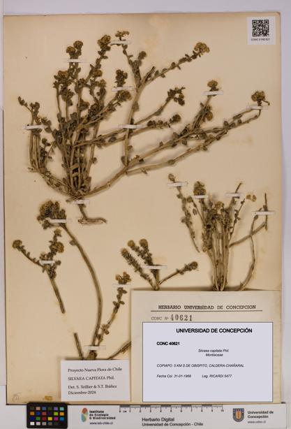Silvaea capitata [Espécimen: UDEC:CONC:0040621]