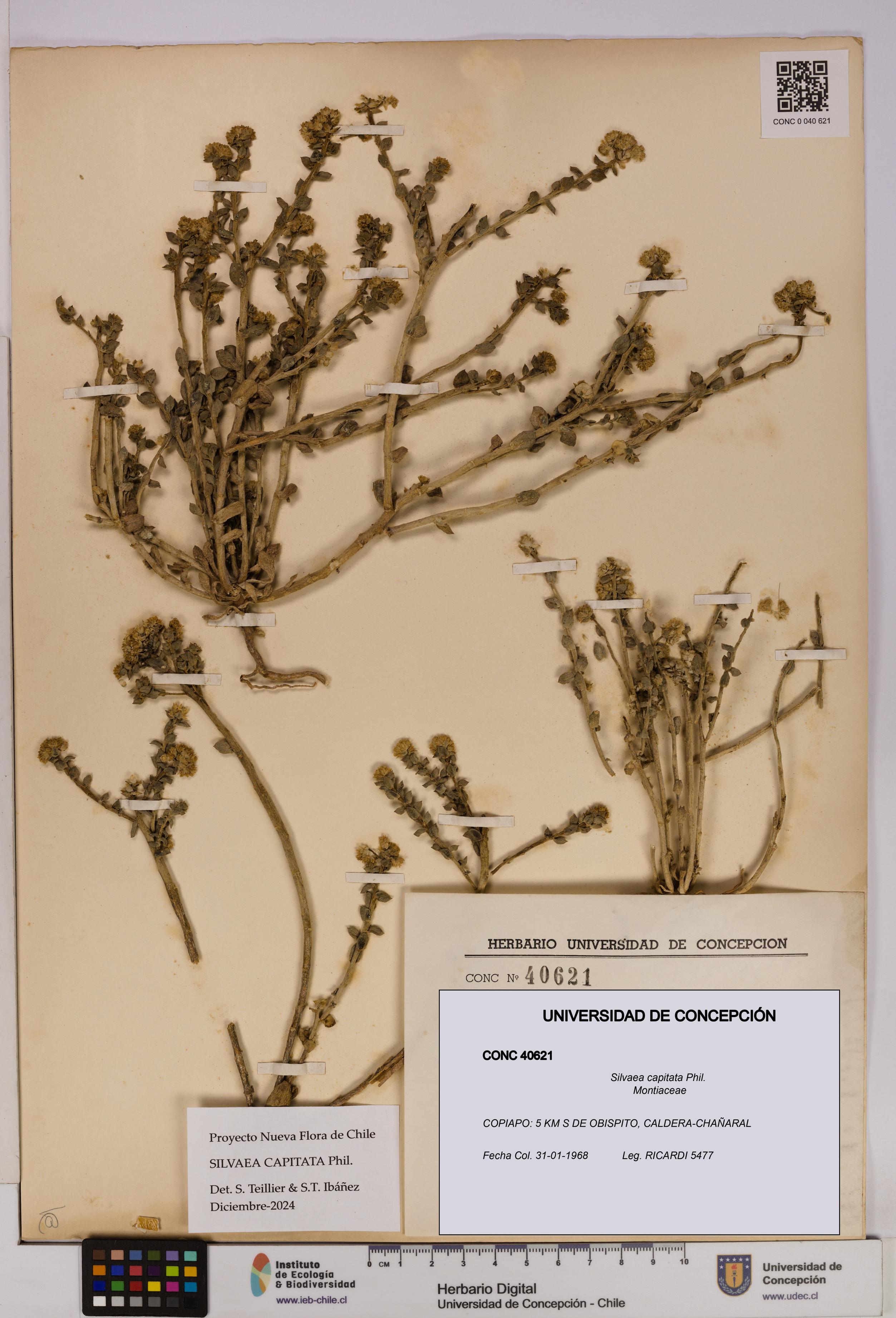 Silvaea capitata [Espécimen: UDEC:CONC:0040621]