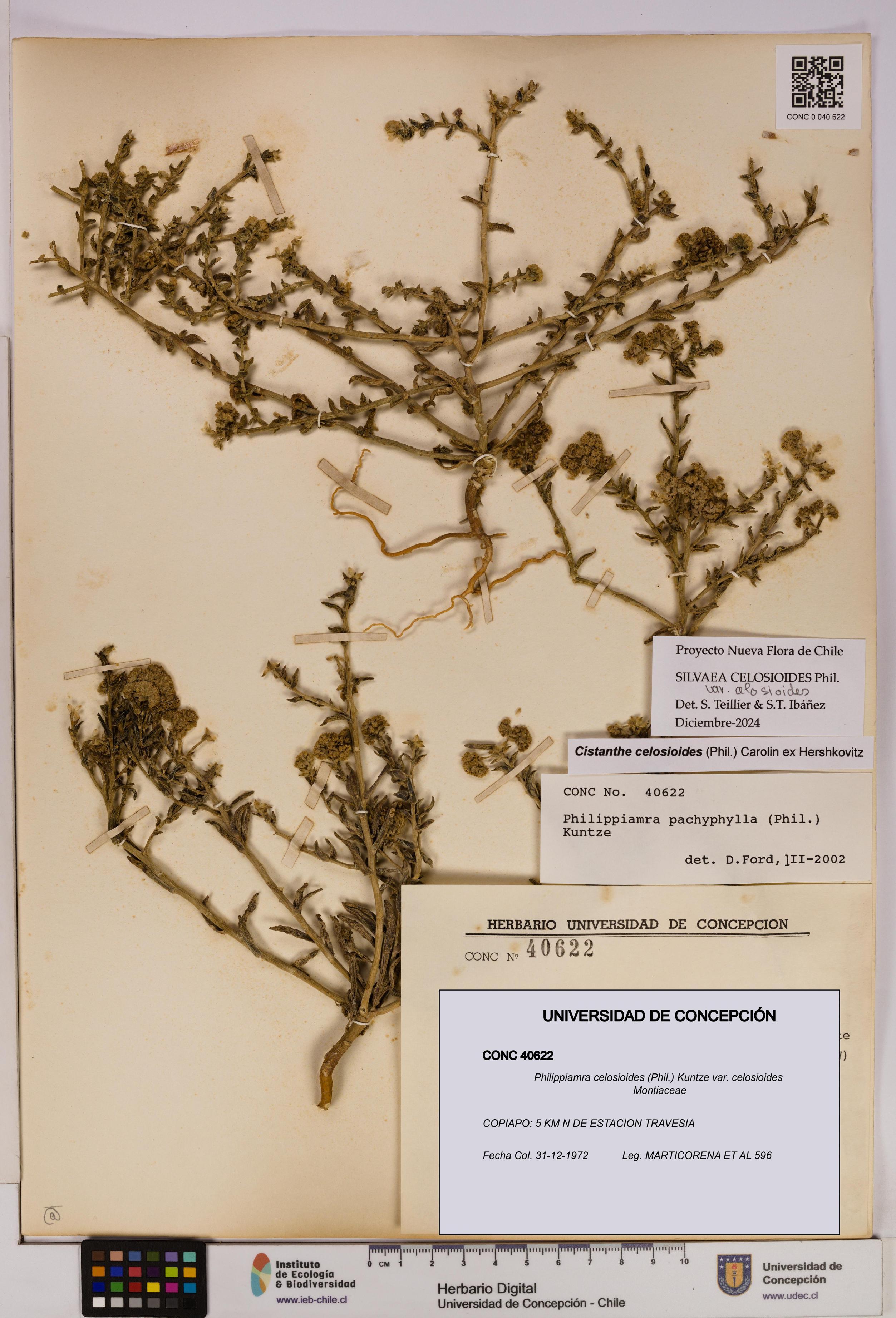 Philippiamra celosioides [Espécimen: ]