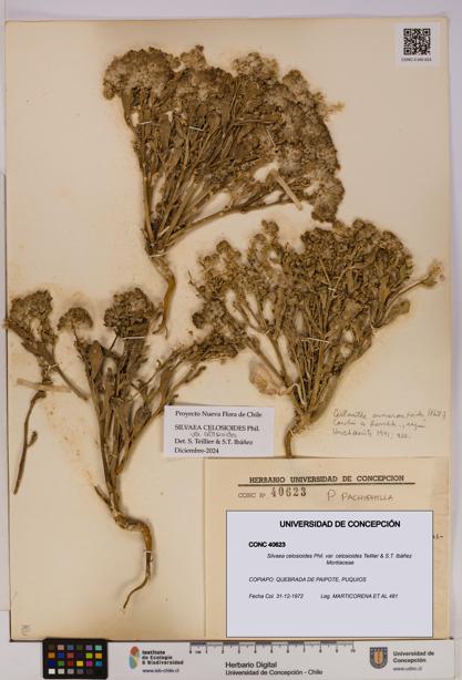 Silvaea celosioides var. celosioides [Espécimen: UDEC:CONC:0040623]