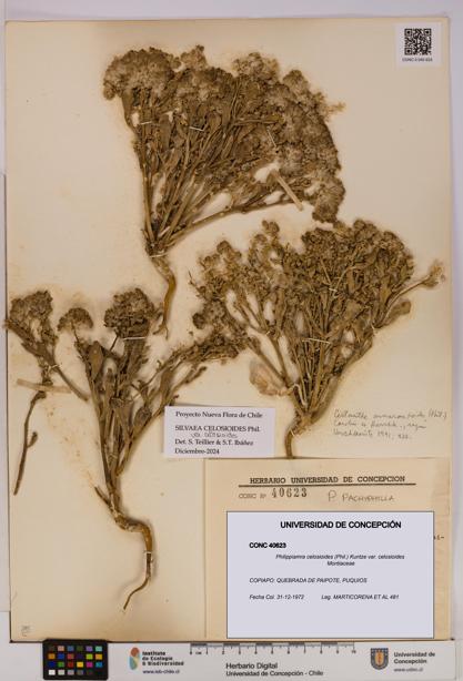 Philippiamra celosioides [Espécimen: ]