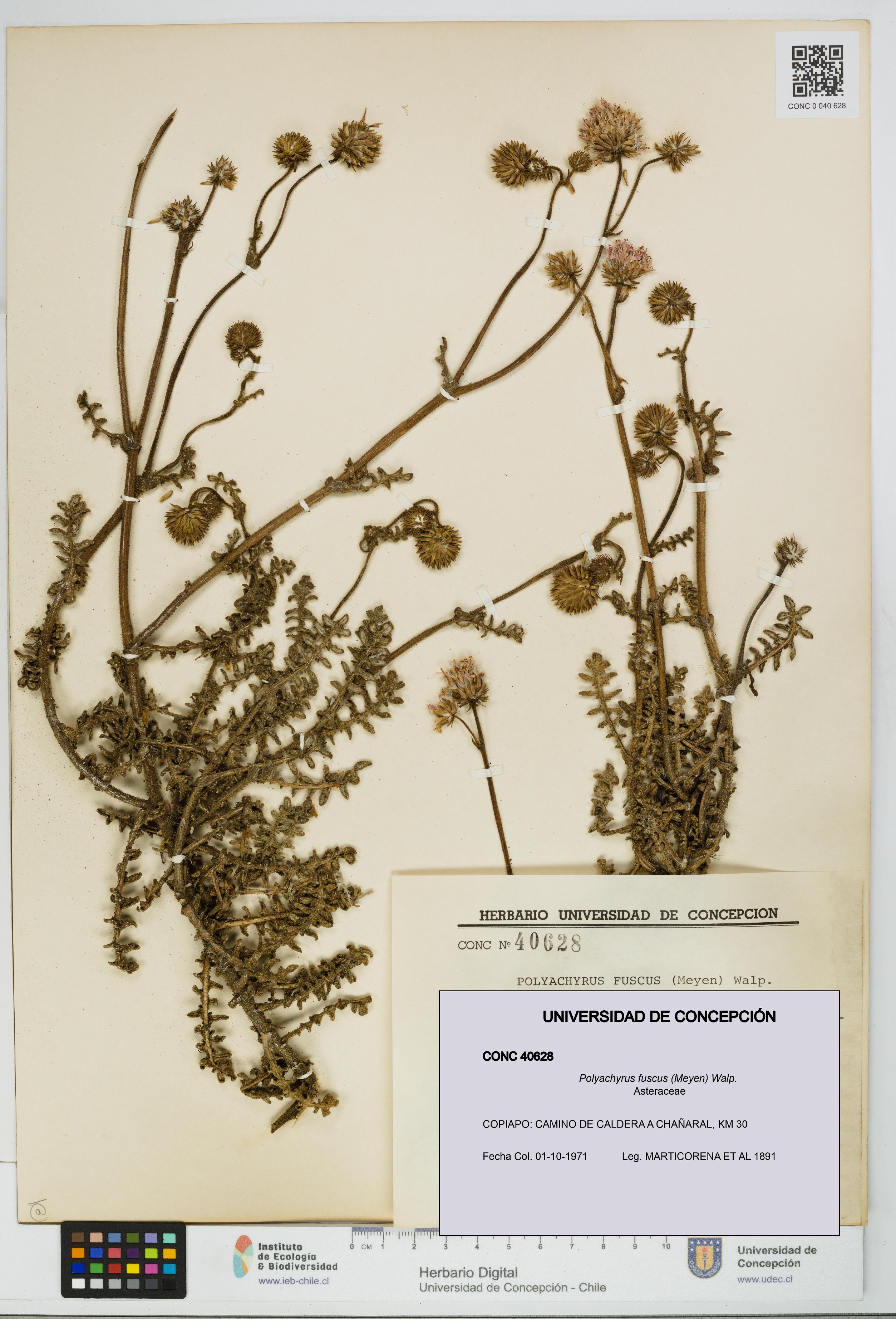 Polyachyrus fuscus [Espécimen: UDEC:CONC:0040628]