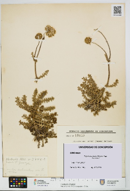 Polyachyrus fuscus [Espécimen: UDEC:CONC:0040629]