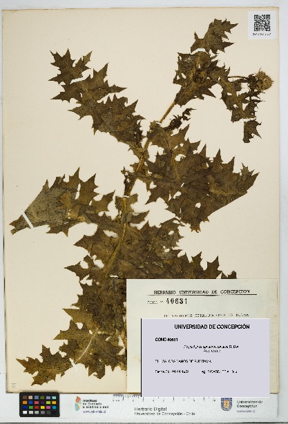 Polyachyrus sphaerocephalus [Espécimen: UDEC:CONC:0040631]
