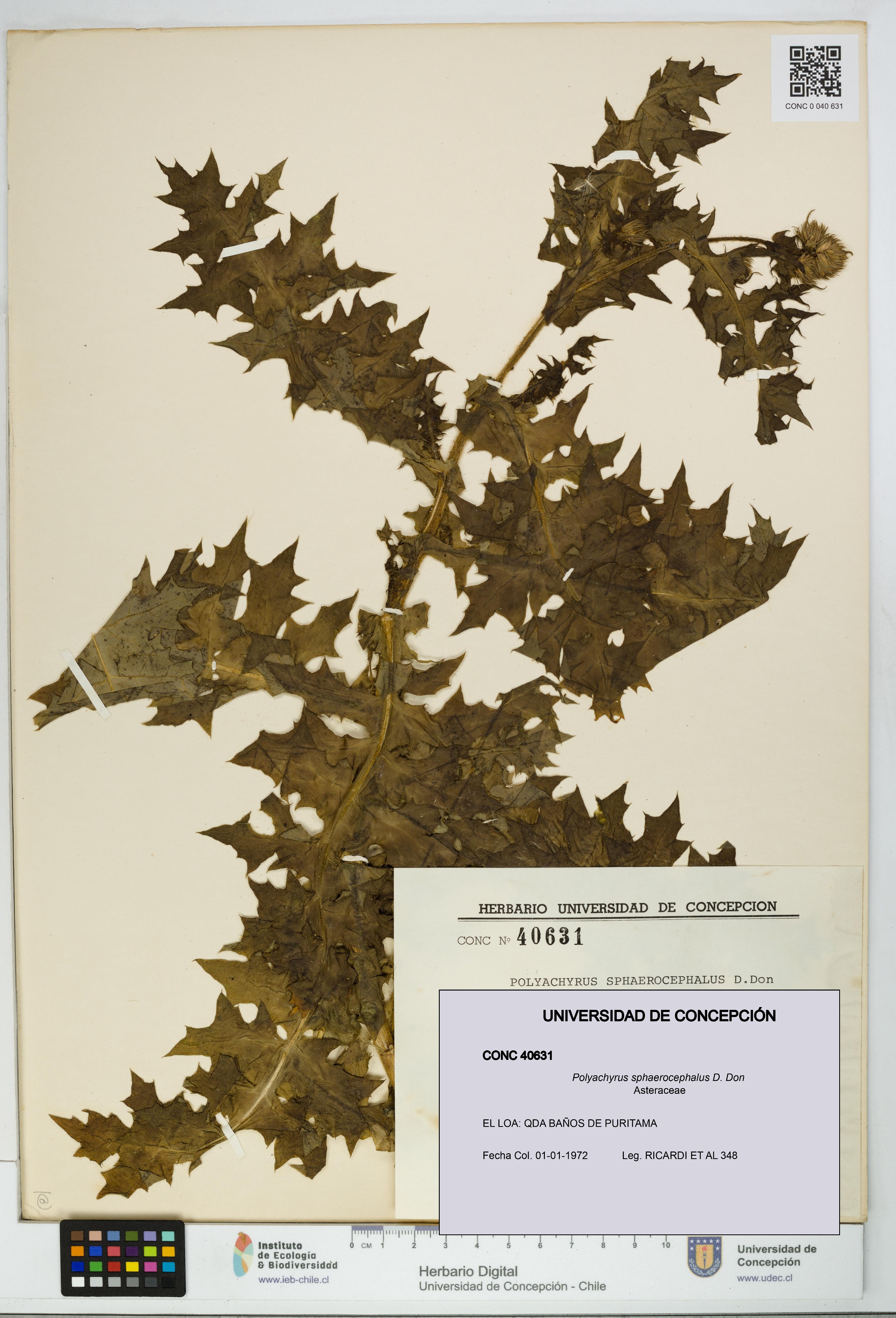 Polyachyrus sphaerocephalus [Espécimen: UDEC:CONC:0040631]