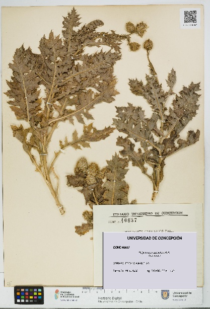 Polyachyrus carduoides [Espécimen: UDEC:CONC:0040637]