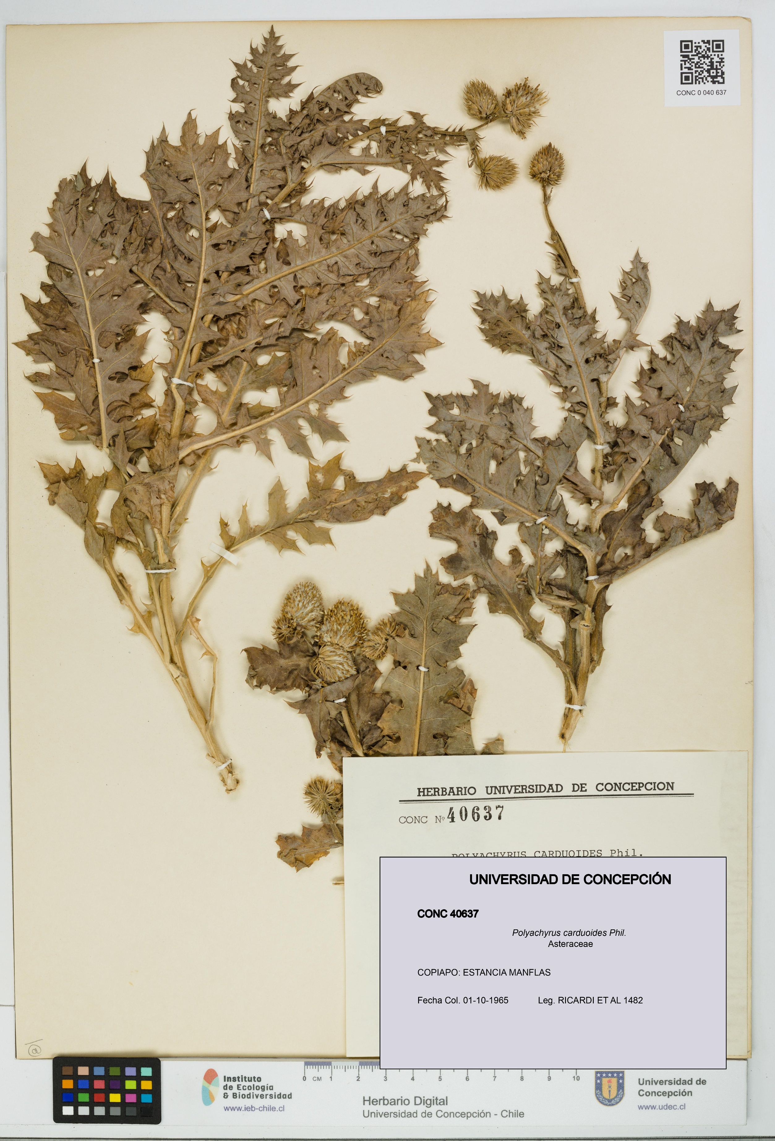 Polyachyrus carduoides [Espécimen: UDEC:CONC:0040637]