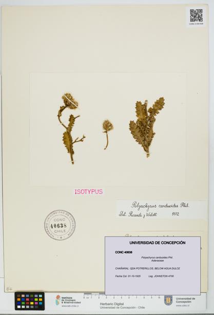 Polyachyrus carduoides [Espécimen: UDEC:CONC:0040638]