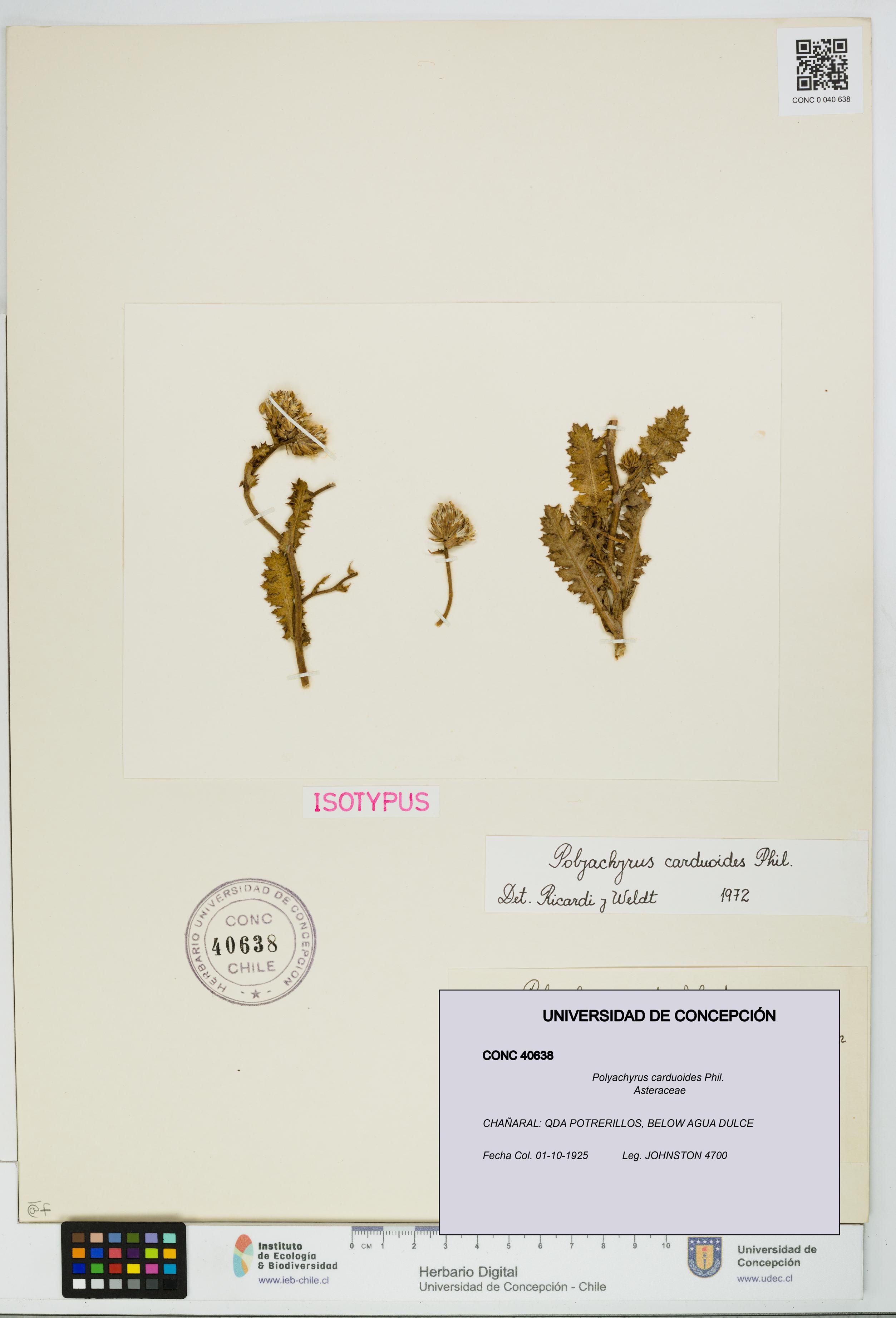 Polyachyrus carduoides [Espécimen: UDEC:CONC:0040638]