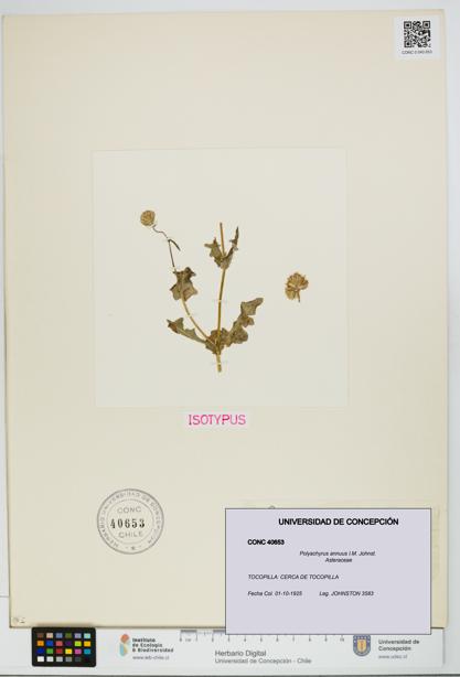 Polyachyrus annuus [Espécimen: UDEC:CONC:0040653]