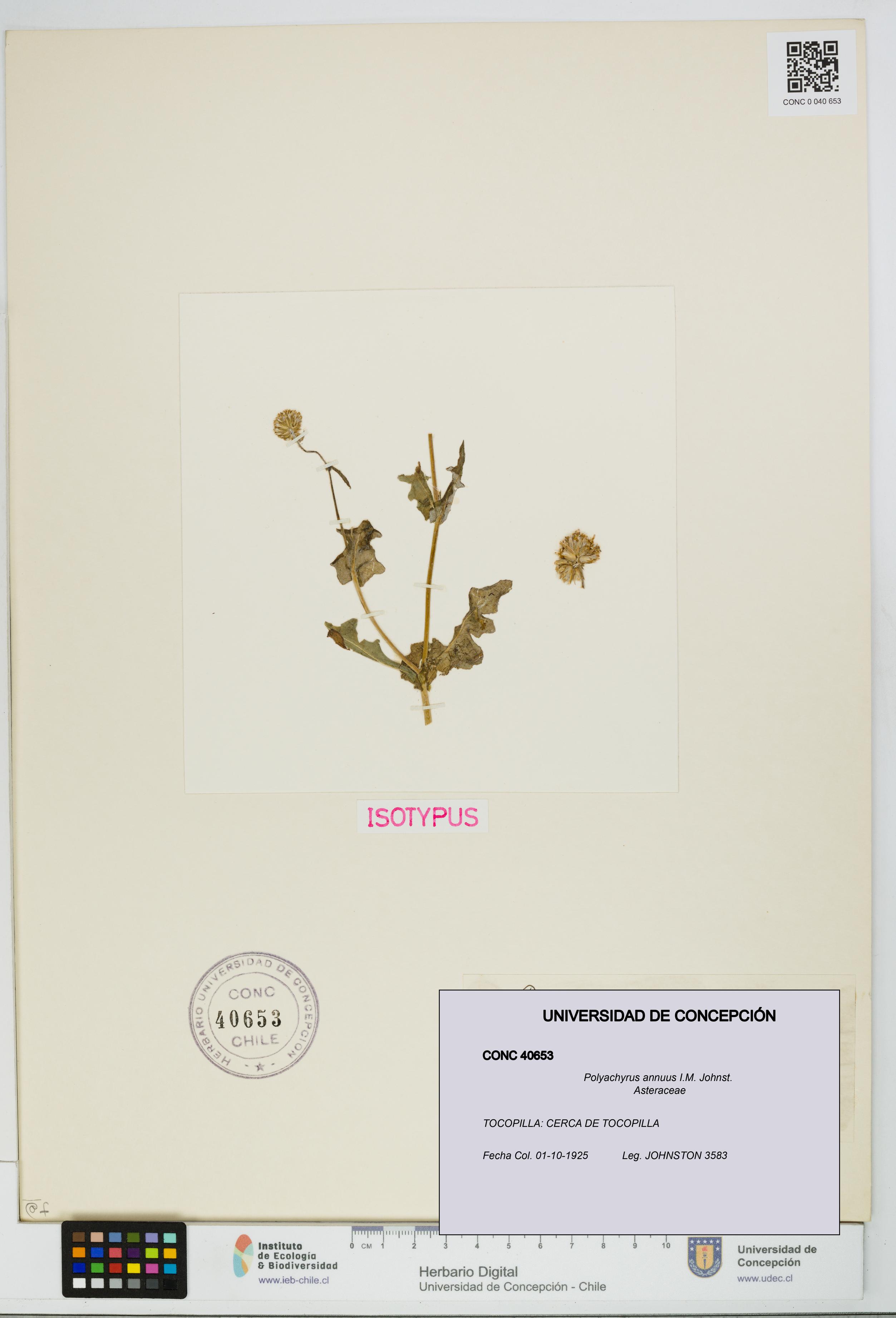 Polyachyrus annuus [Espécimen: UDEC:CONC:0040653]