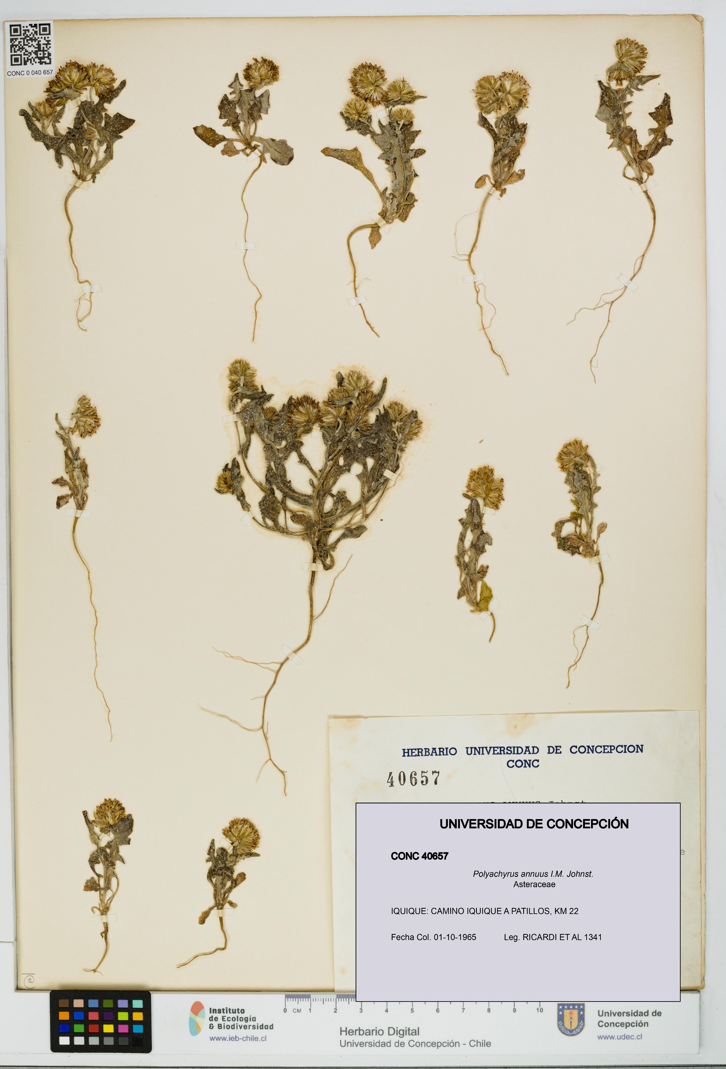 Polyachyrus annuus [Espécimen: UDEC:CONC:0040657]
