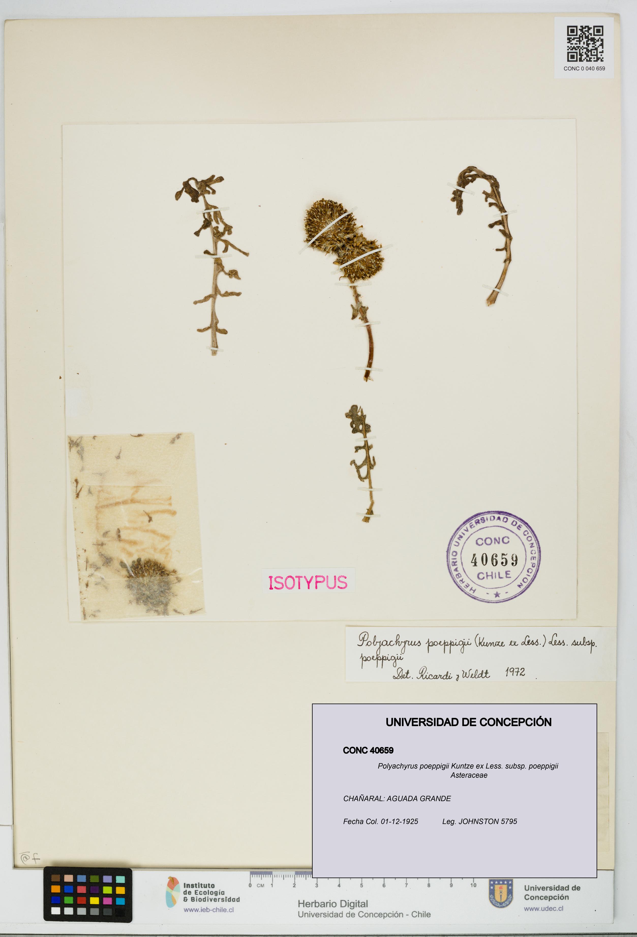 Polyachyrus poeppigii [Espécimen: UDEC:CONC:0040659]