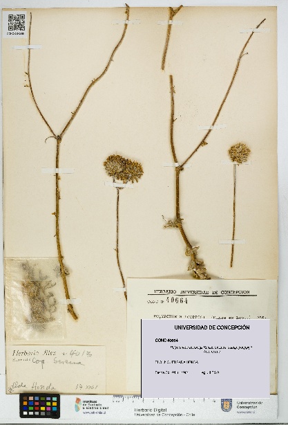 Polyachyrus poeppigii [Espécimen: UDEC:CONC:0040664]