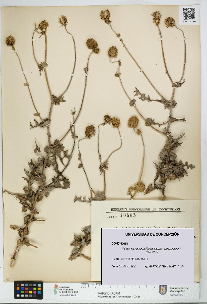 Polyachyrus poeppigii [Espécimen: UDEC:CONC:0040665]